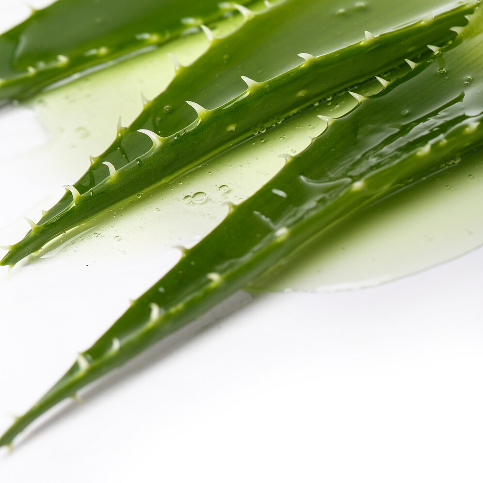 Aloe plant